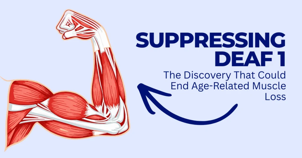 Anatomical illustration of human arm muscles with a blue arrow pointing to the biceps, titled Suppressing DEAF1 for age-related muscle loss prevention.