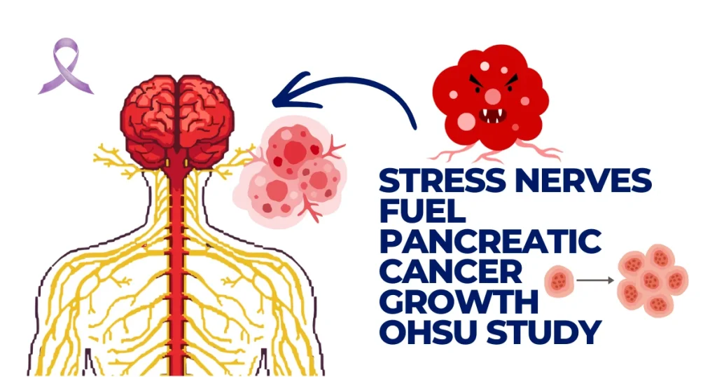 Medical illustration showing the connection between the brain, spinal nerves, and a red pancreatic cancer cell cluster, illustrating an OHSU study on how stress nerves fuel tumor growth.